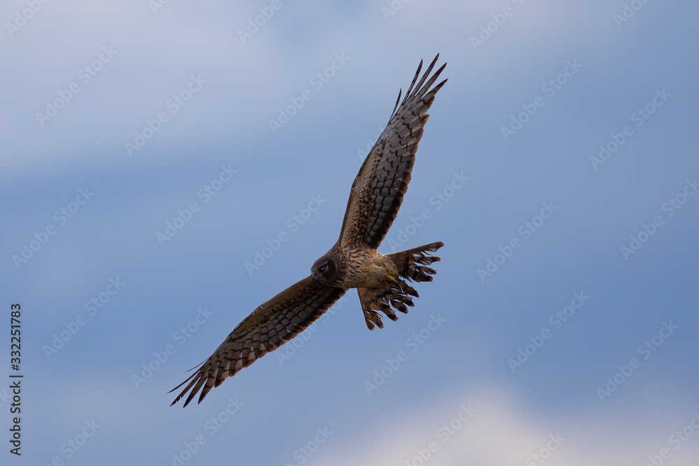 Obraz premium Extremely close view of a male hen harrier gliding while hunting, seen in the wild in North California