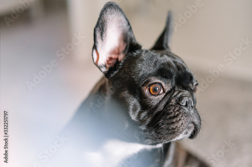 french bulldog in front of white background © adrianad