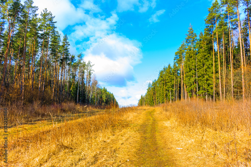 Fototapeta premium Morning in a pine forest