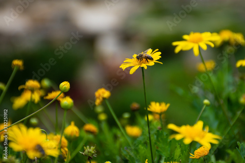 field of yellow flowers bee macro