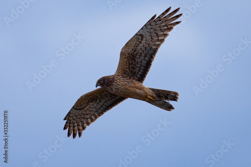Extremely close view of a male hen harrier gliding while hunting, seen in the wild in North California