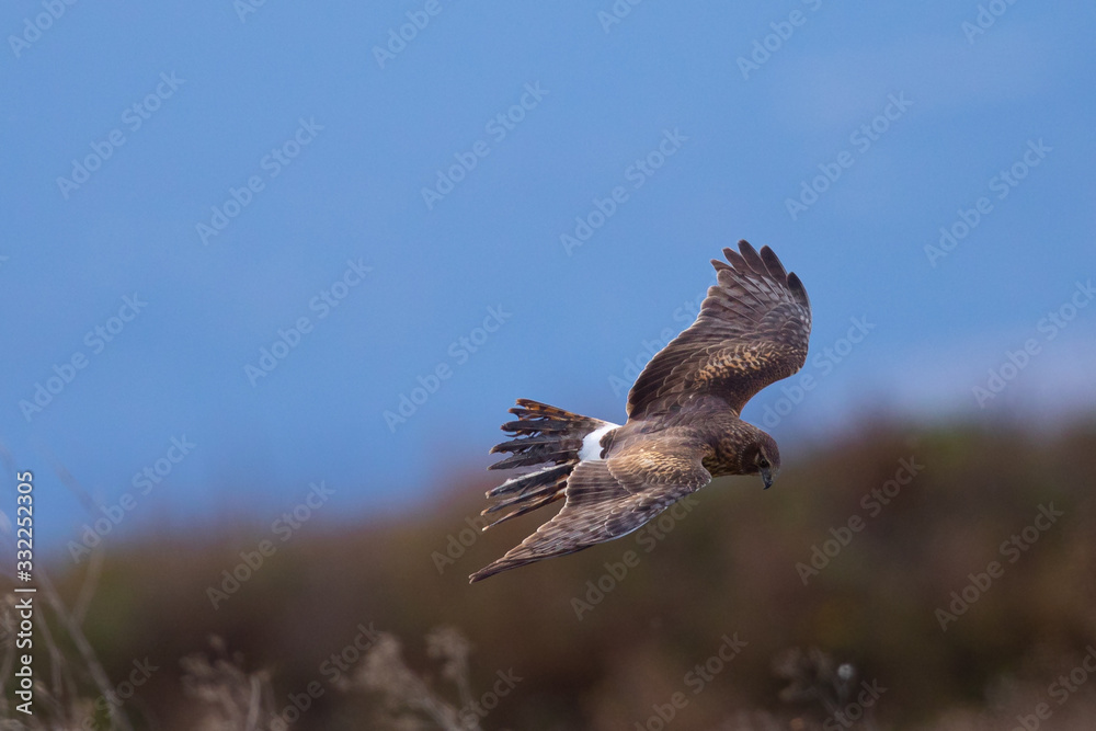Obraz premium Extremely close view of a male hen harrier gliding while hunting, seen in the wild in North California