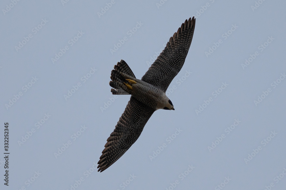 Obraz premium Close view of a Peregrine Falcon flying, seen in the wild near the San Francisco Bay