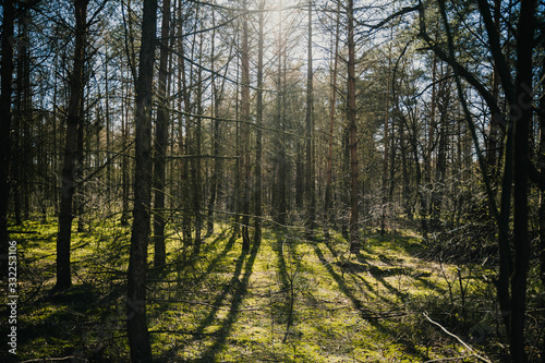 Bäume im Wald © Steffen