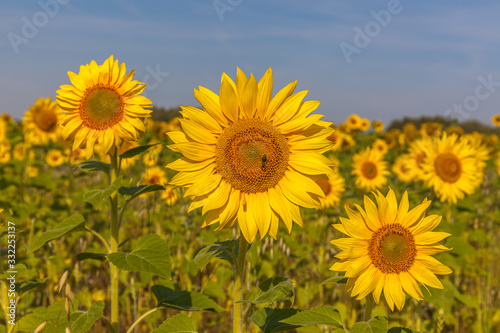 Sunflower field and cloudy blue sky. Sunrise over the field of sunflowers, selective focus