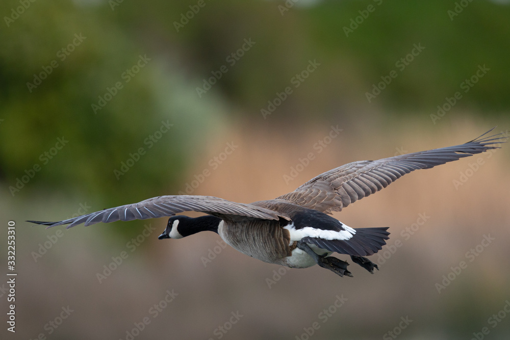 Canada goose flying, seen in the wild near the San Francisco Bay Canada goose flying, seen in the wild near the San Francisco Bay