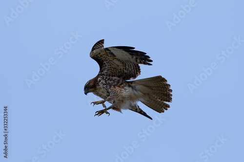 Extremely close view of a male red-tailed hawk  diving while hunting, seen in the wild in North California