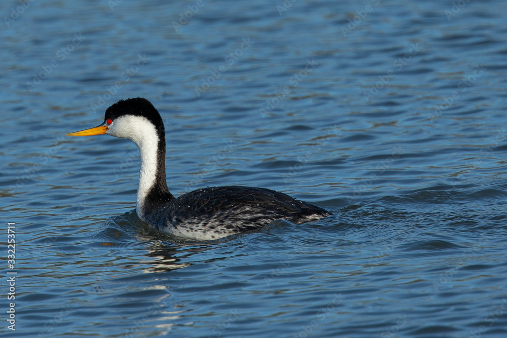 Western grebe, seen in a North California marsh Western grebe, seen in a North California marsh