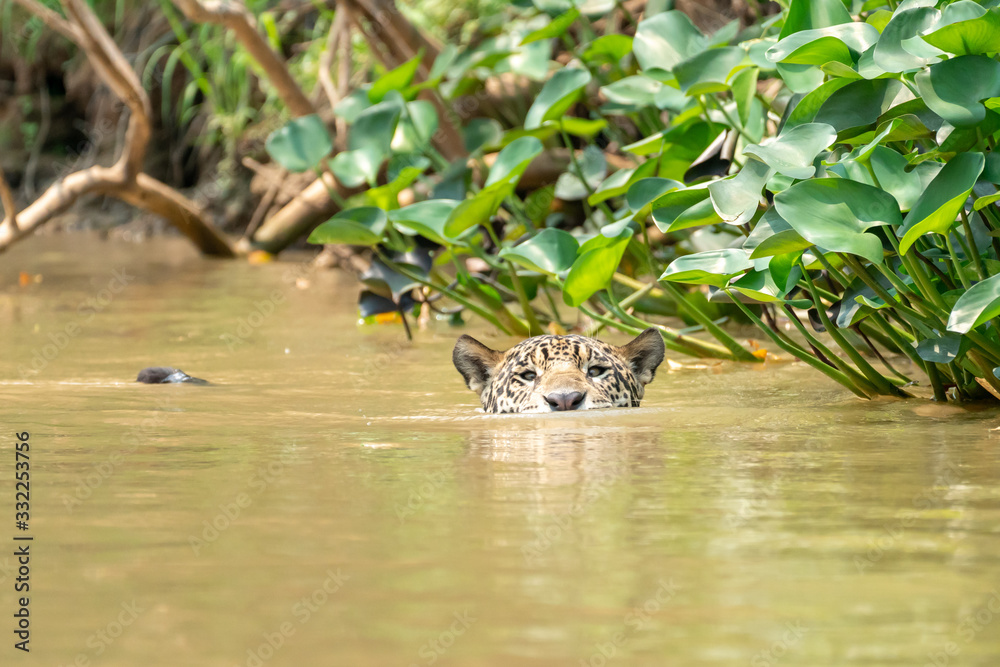 Wild Jaguar swimming in the brown river water close to the bank; photographed in Pantanal, Brasil