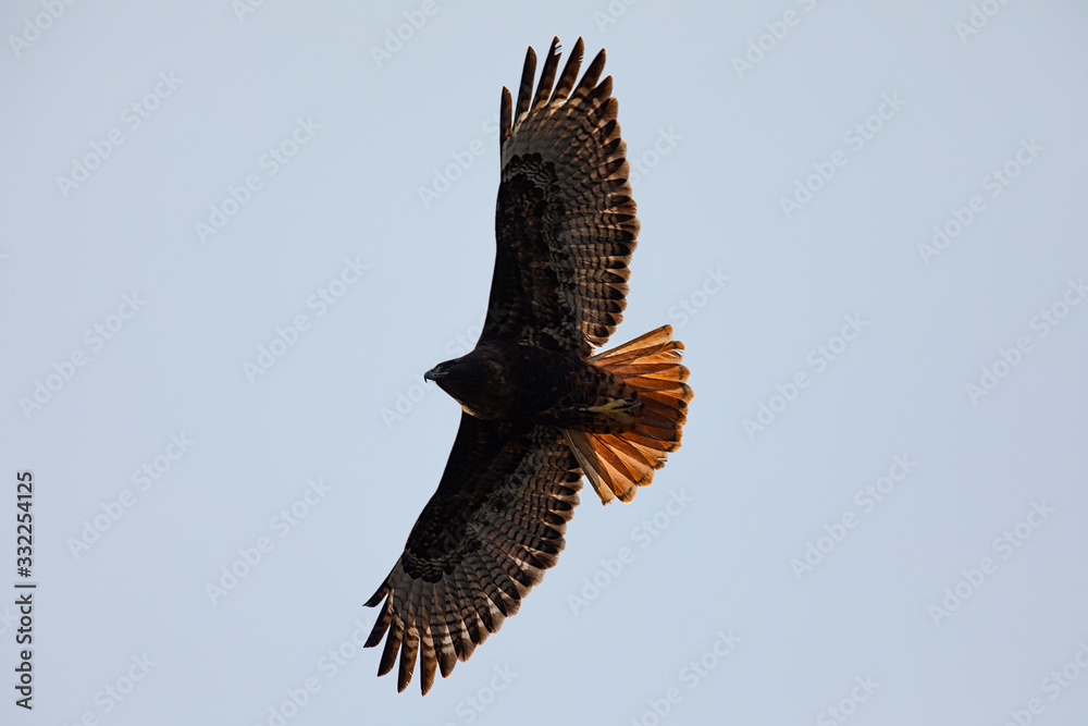 Obraz premium Very close view of a red-tailed hawk flying in beautiful light, seen in the wild in North California 