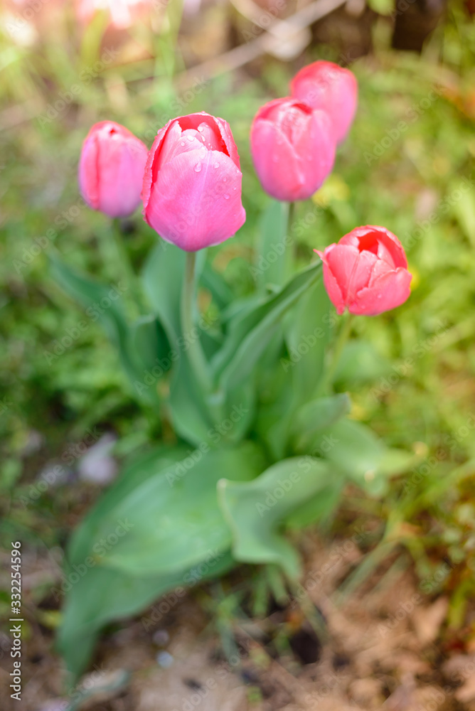 field flowers pink tulips. Spring background. Beautiful meadow/Beautiful nature scene with pink blooming tulips. field flowers pink tulips. Spring background. Beautiful meadow/Beautiful nature scene with pink blooming tulips.