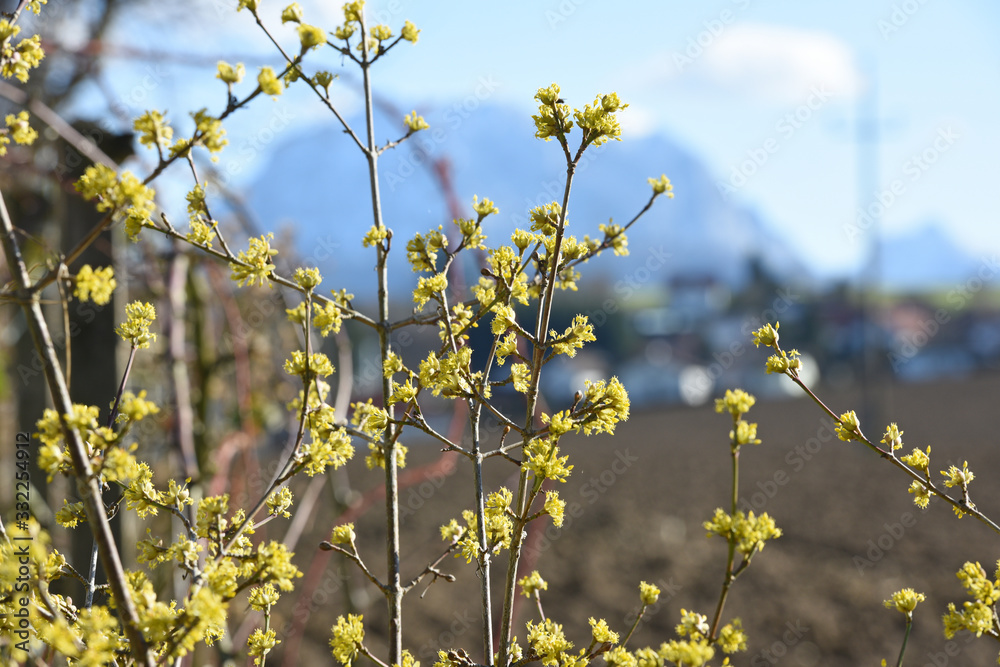 Blüten der Kornelkirsche, in Österreich auch Dirndlstrauch genannt
