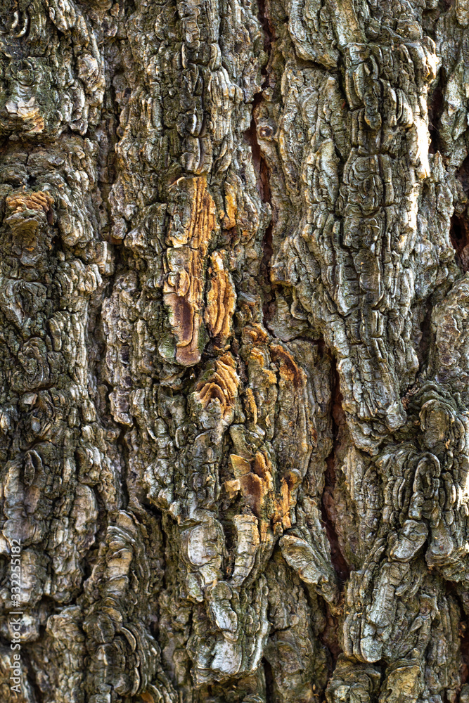 tree bark with green moss. Grunge wooden texture.Embossed bark of oak tree bark with green moss. Grunge wooden texture.Embossed bark of oak