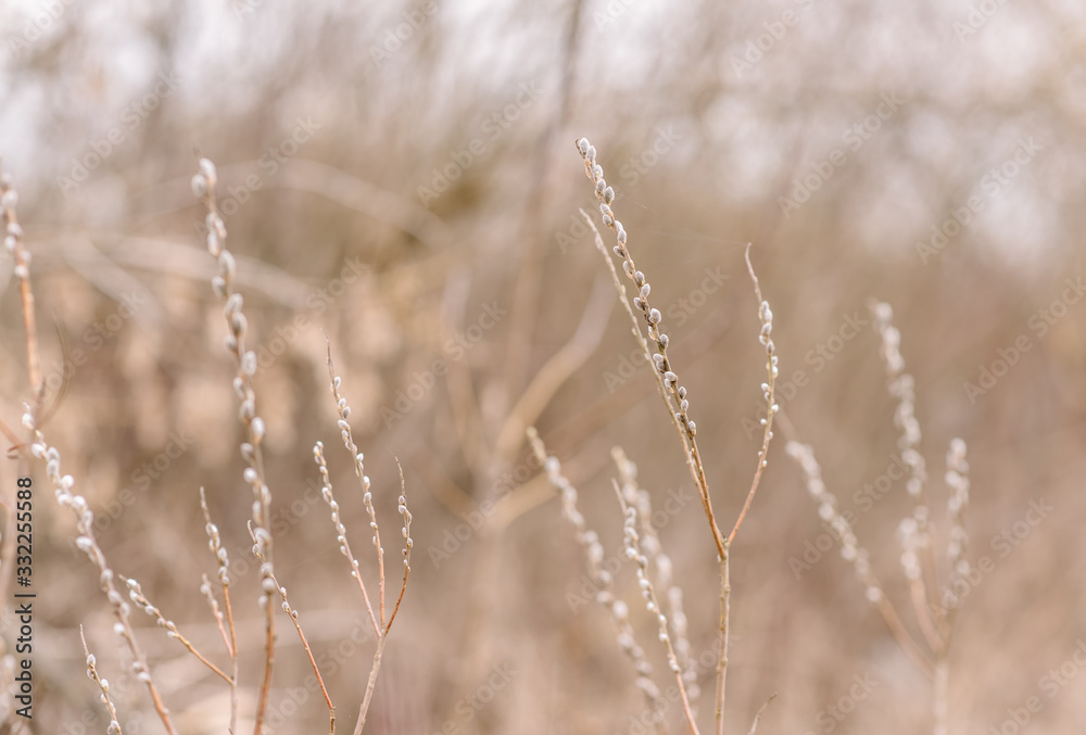 field of wheat field of wheat