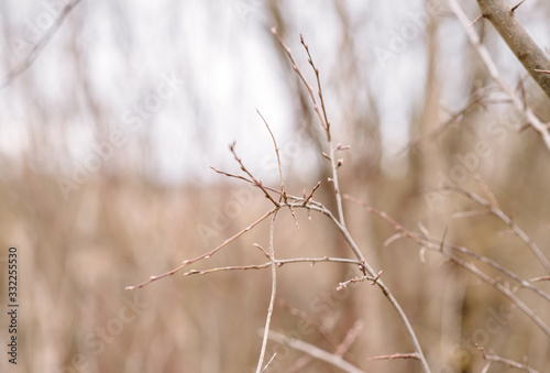 dry grass on a background