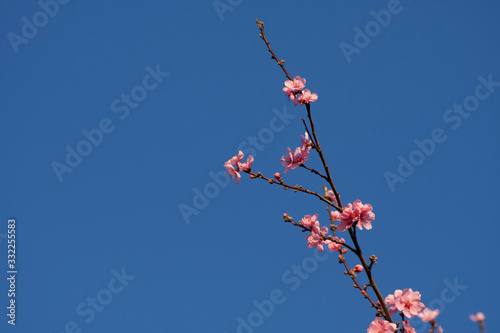 japanische kirschblüten in rosa pink vor blauem himmel im frühling