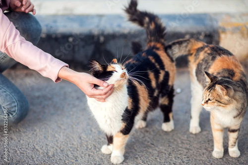 Fototapeta Naklejka Na Ścianę i Meble -  Woman stroking a homeless cute cats on the street. Animal protection concept
