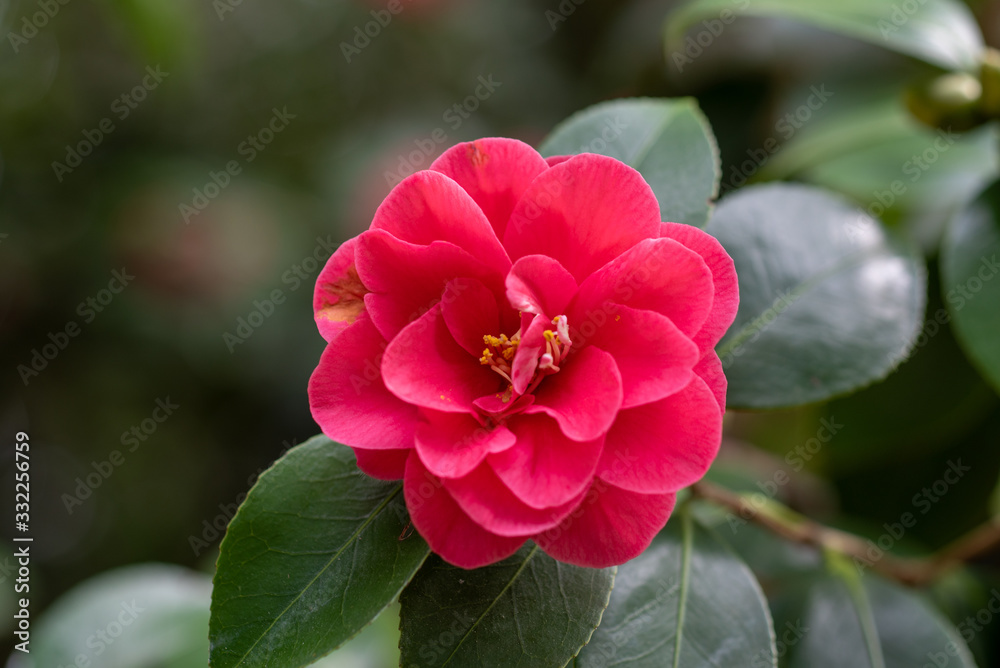 A flower of red camellia japonica Covina A flower of red camellia japonica Covina