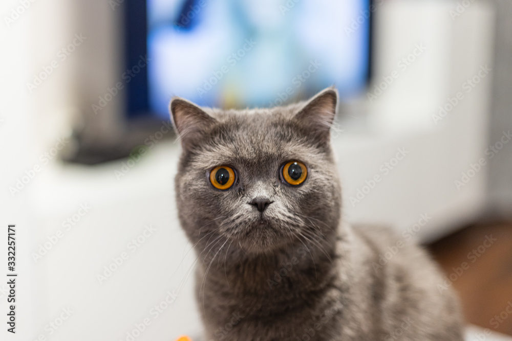 Portrait of a grey cat with amber eyes on blue background Portrait of a grey cat with amber eyes on blue background