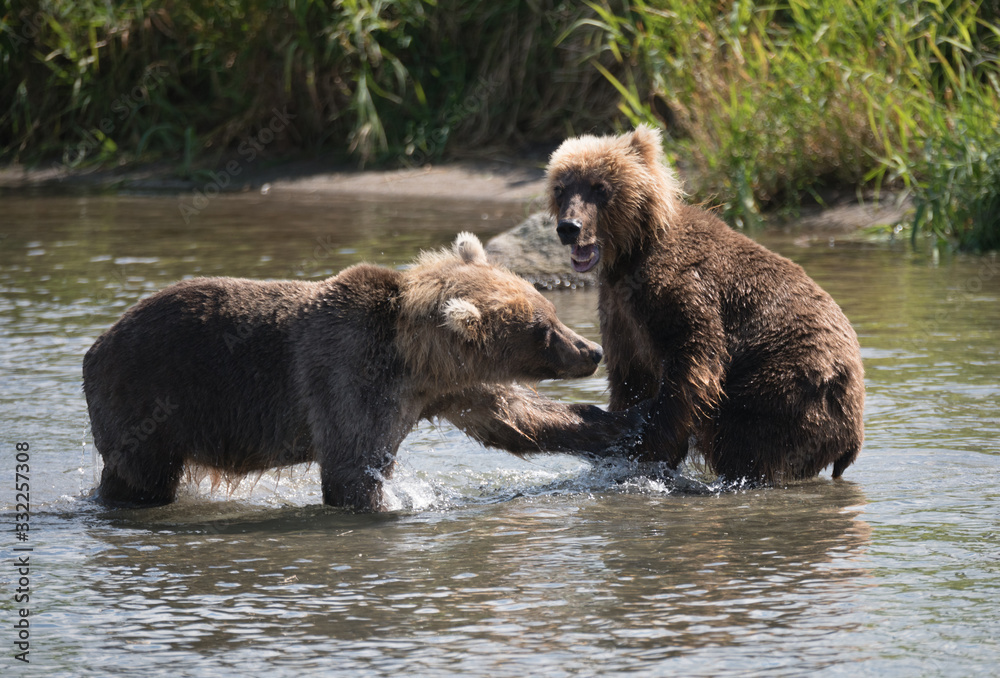 Ruling the landscape, brown bears of Kamchatka Ruling the landscape, brown bears of Kamchatka
