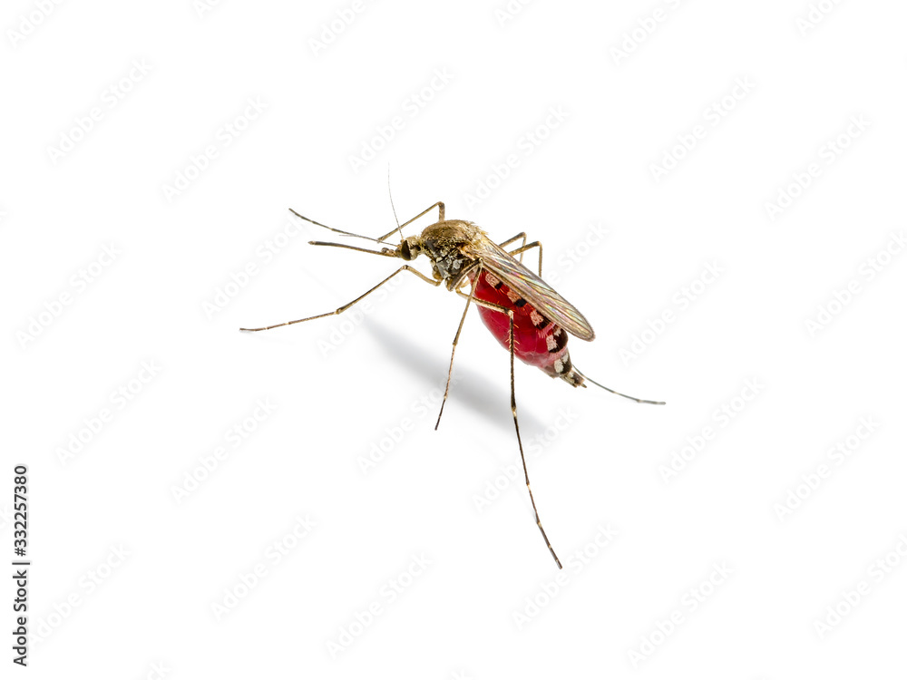 Dangerous Malaria Infected Mosquito Isolated on White, Leishmaniasis, Encephalitis, Yellow Fever, Dengue Disease, Mayaro, Zika, EEEV or EEE Virus Infectious Culex Mosquito Parasite Insect Macro Dangerous Malaria Infected Mosquito Isolated on White, Leishmaniasis, Encephalitis, Yellow Fever, Dengue Disease, Mayaro, Zika, EEEV or EEE Virus Infectious Culex Mosquito Parasite Insect Macro