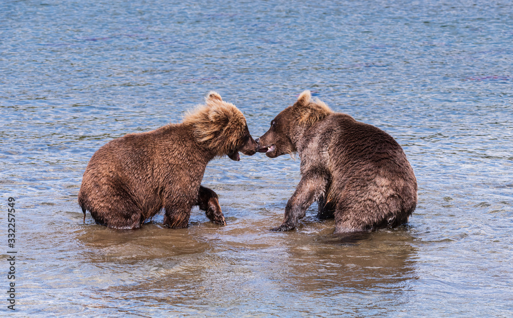 Ruling the landscape, brown bears of Kamchatka Ruling the landscape, brown bears of Kamchatka