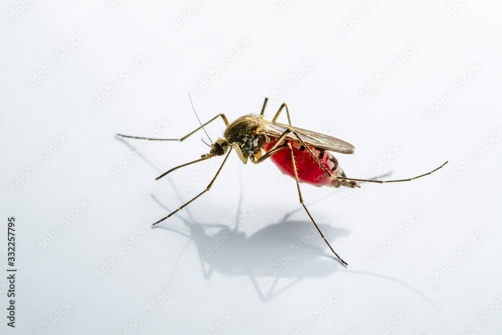 Infected Culex Mosquito on White Background, Leishmaniasis, Encephalitis, Yellow Fever, Mayaro Disease, Malaria, Zika, EEEV or EEE Virus Infectious Mosquito Parasite Insect Macro - obrazy, fototapety, plakaty 