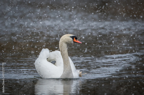 Obraz na płótnie Swan swimming on a lake in a snow storm w salonie