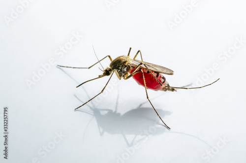 Infected Culex Mosquito on White Background, Leishmaniasis, Encephalitis, Yellow Fever, Mayaro Disease, Malaria, Zika, EEEV or EEE Virus Infectious Mosquito Parasite Insect Macro photo