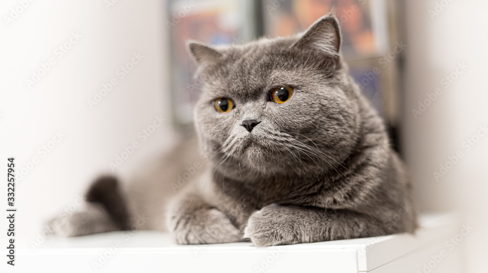Portrait of a grey cat with amber eyes on a surface Portrait of a grey cat with amber eyes on a surface