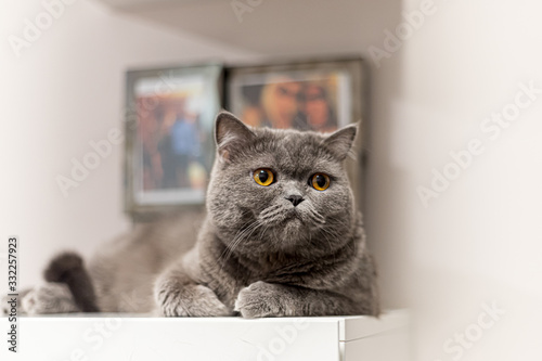 Portrait of a grey cat with amber eyes on a surface