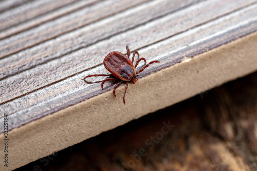 A true ixodid mite blood sucking parasite carrying the acarid disease sits on a On a white field on a hot summer day, hunting in anticipation of the victim photo