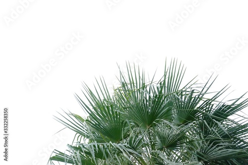 Tropical palm plant with leaves branches on white isolated background for green foliage backdrop 