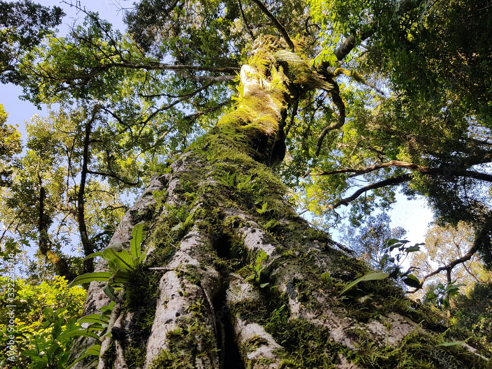 Fototapeta premium Old tree on ancient forest