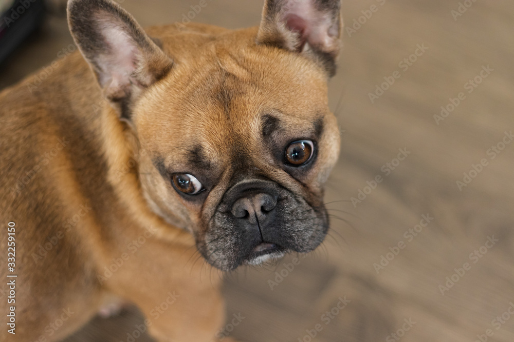 Cute purebred Fawn French Bulldog is looking back