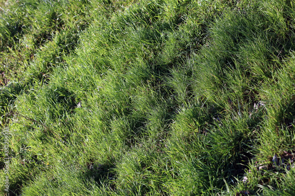 Green grass leaves close up background nature prints fifty megapixels Green grass leaves close up background nature prints fifty megapixels