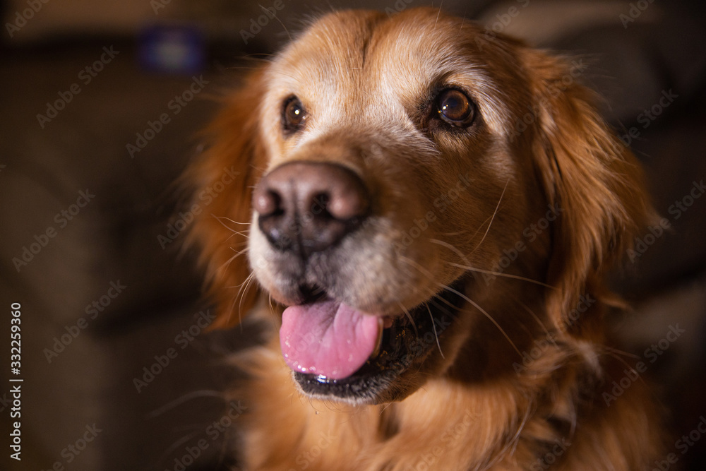 Closeup view of smiling golden retriever dog face