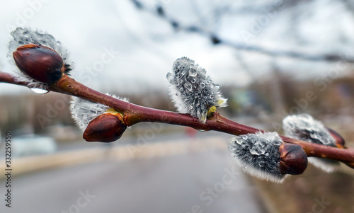Fluffy willow with rain drops close up in spring