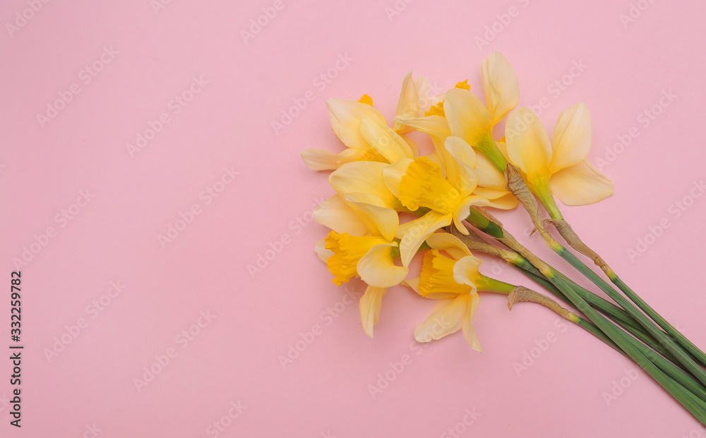 Narcissus on pink background.