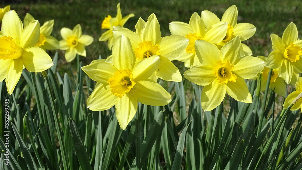 daffodils in the garden daffodils in the garden