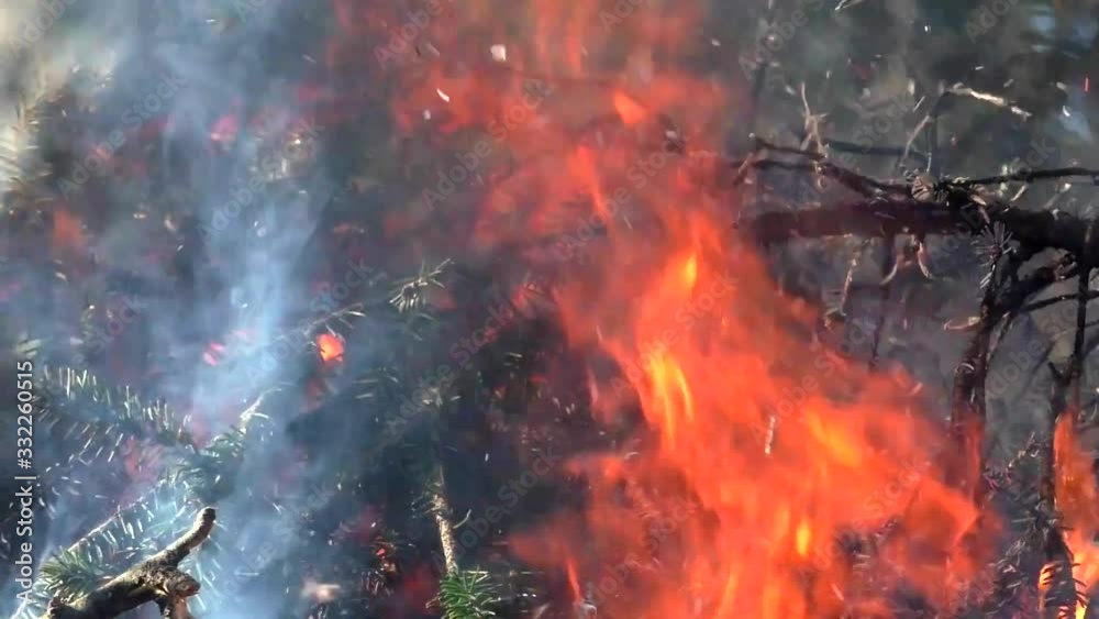 Fire destroys the trees of nature. The flames in the forest are threatening the environment. Fire destroys the trees of nature. The flames in the forest are threatening the environment.