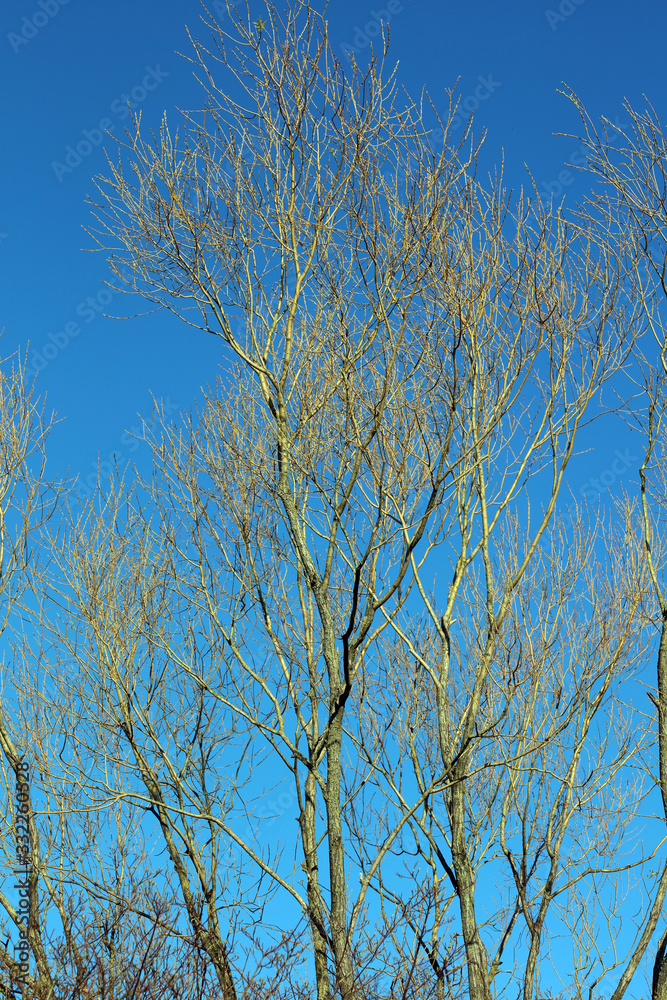 Tress without leaves in blue sky background winter season high quality prints Tress without leaves in blue sky background winter season high quality prints