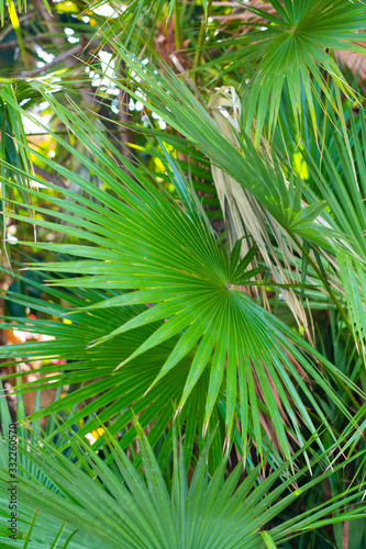 Green Palm Tree Leaves 