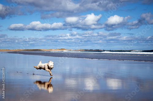 Happy dog playing fetch on Northumberland beach near Bamburgh Castle. Wide open space with big blue cloudy sky. Space for copy text.