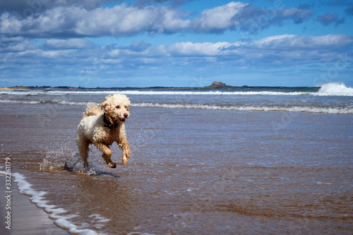 Happy dog playing fetch on Northumberland beach near Bamburgh Castle. Wide open space with big blue cloudy sky. Space for copy text.