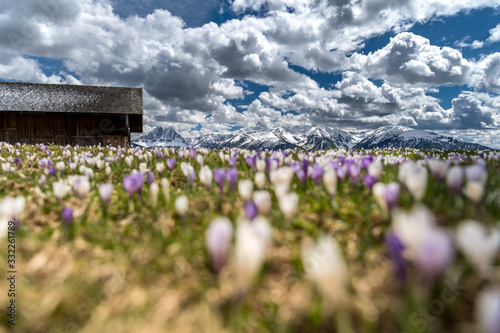 Krokusse in Südtirol mit schönem Wetter