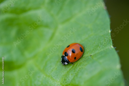 Red Ladybug on a green leaf © MiekoPhoto