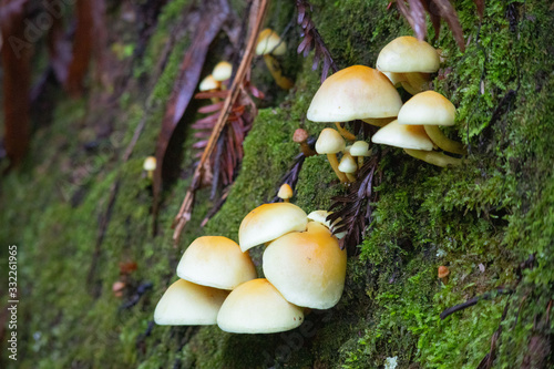 mushrooms in forest