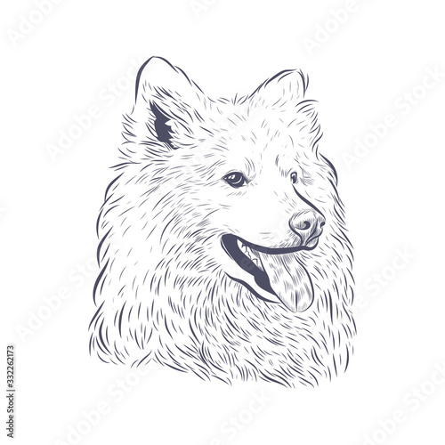 Samoyed dog vector isolated. Samoyed dog head panting on white background.
