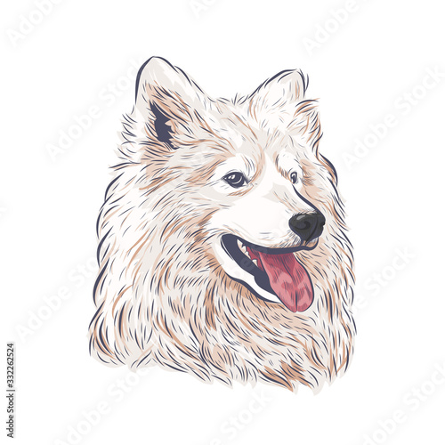 Samoyed dog vector isolated. Samoyed dog head panting on white background.